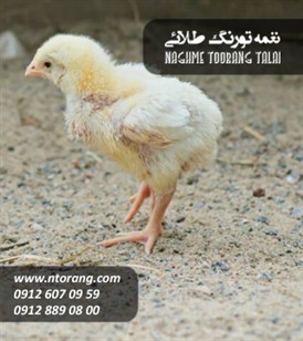 فروش جوجه گوشتی ماهان ملکان